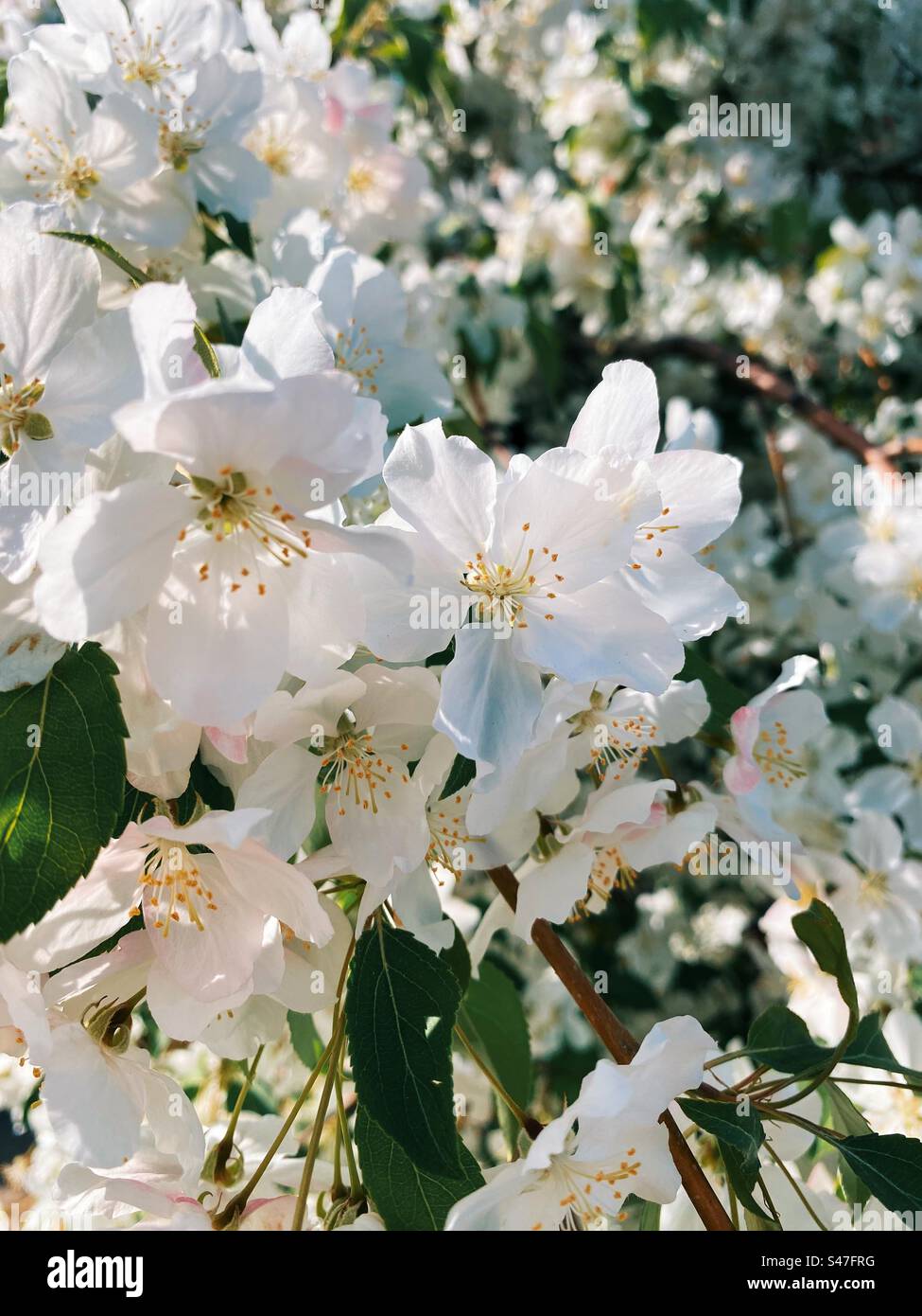 White crab apple blossoms Stock Photo Alamy