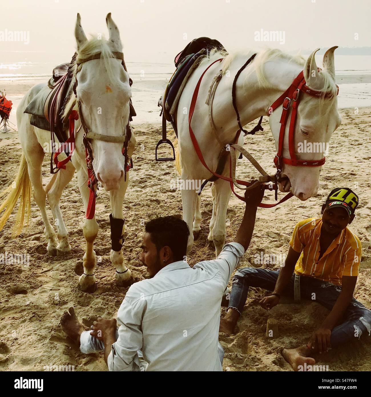 Horses on a beach in Mumbai, India Stock Photo Alamy