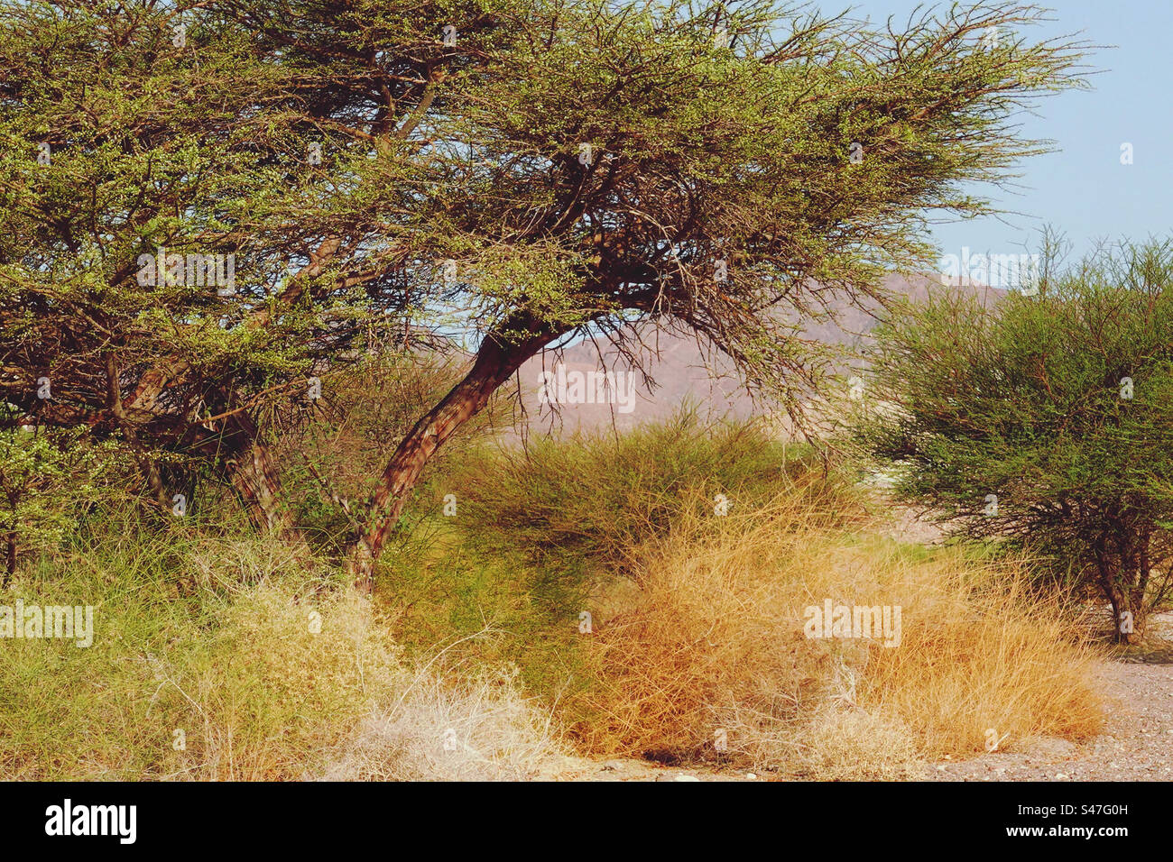 Tropical vegetation in semi arid desert Stock Photo