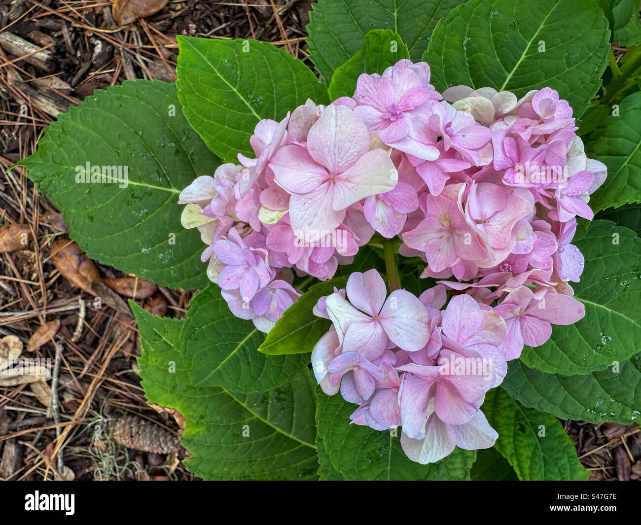 Pink hydrangea from above. - Smartphone Captured Stock Image