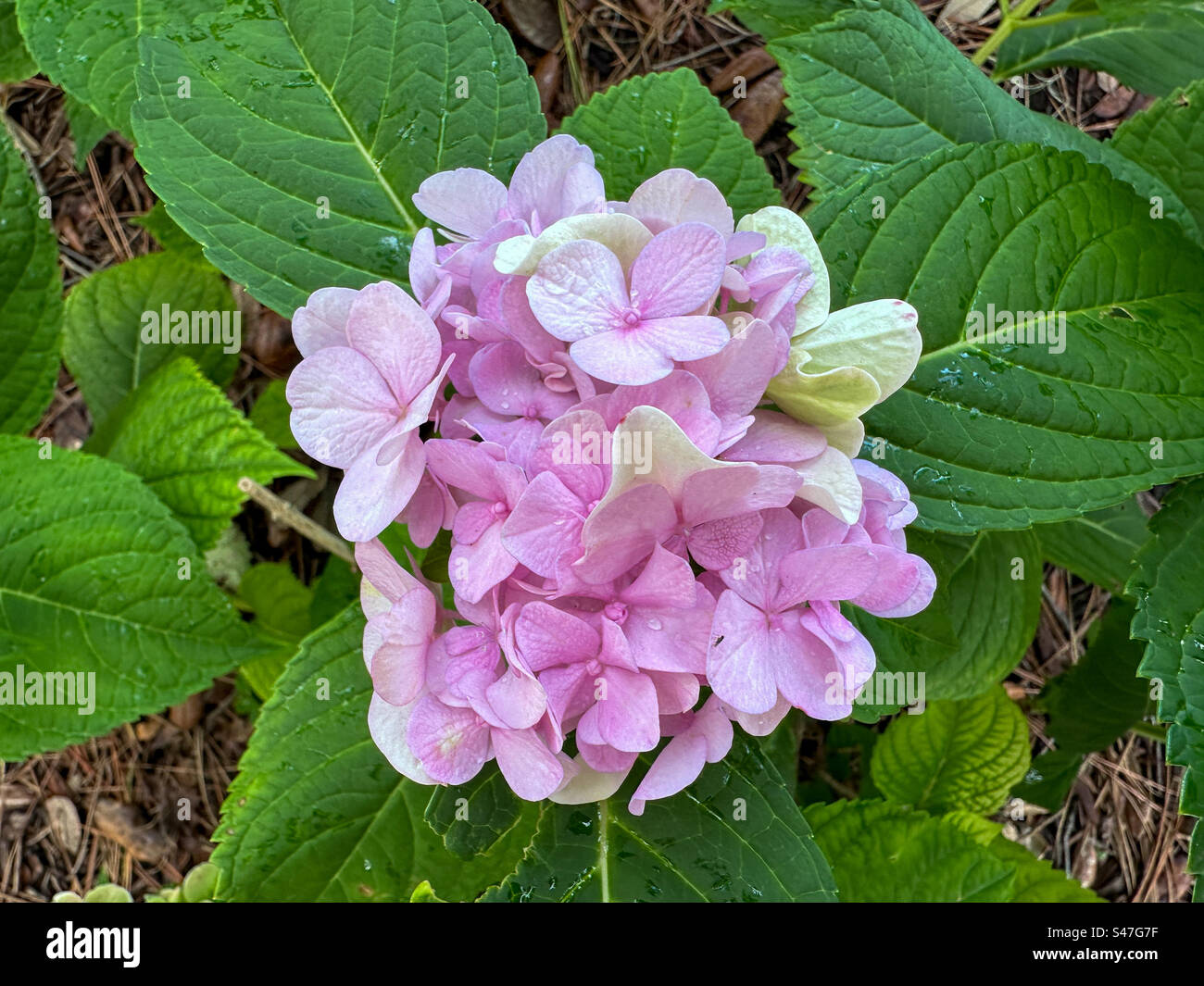 Pink hydrangea from above. - Smartphone Captured Stock Image