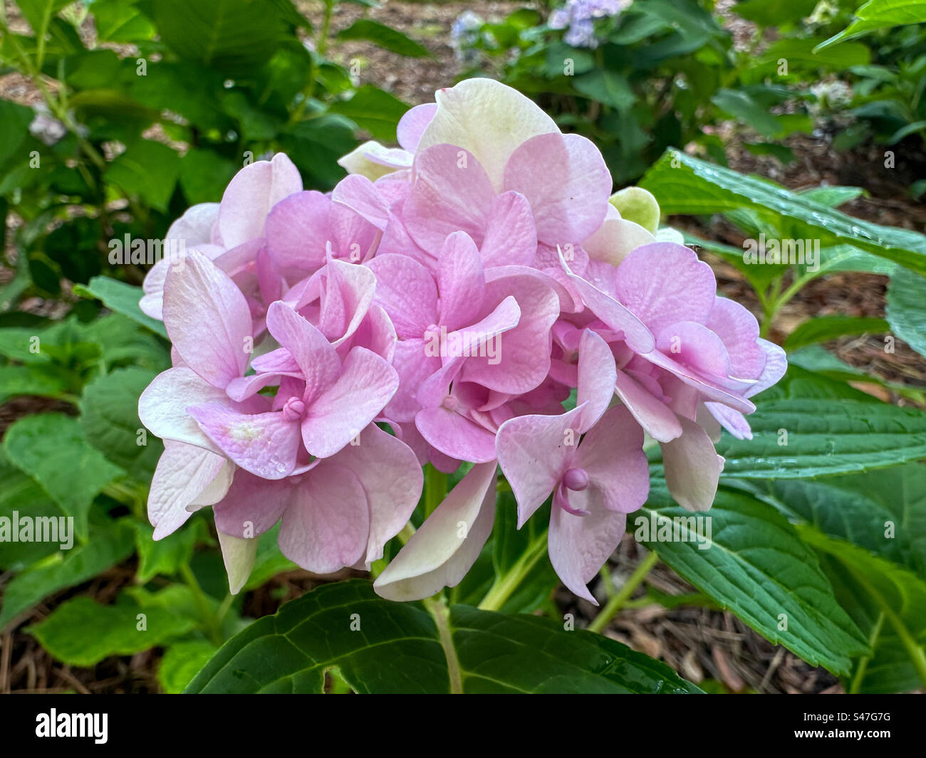 Pink hydrangea close up. - Smartphone Captured Stock Image