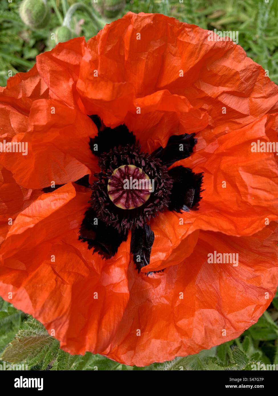 Bright orangey red giant poppy - Smartphone Captured Stock Image