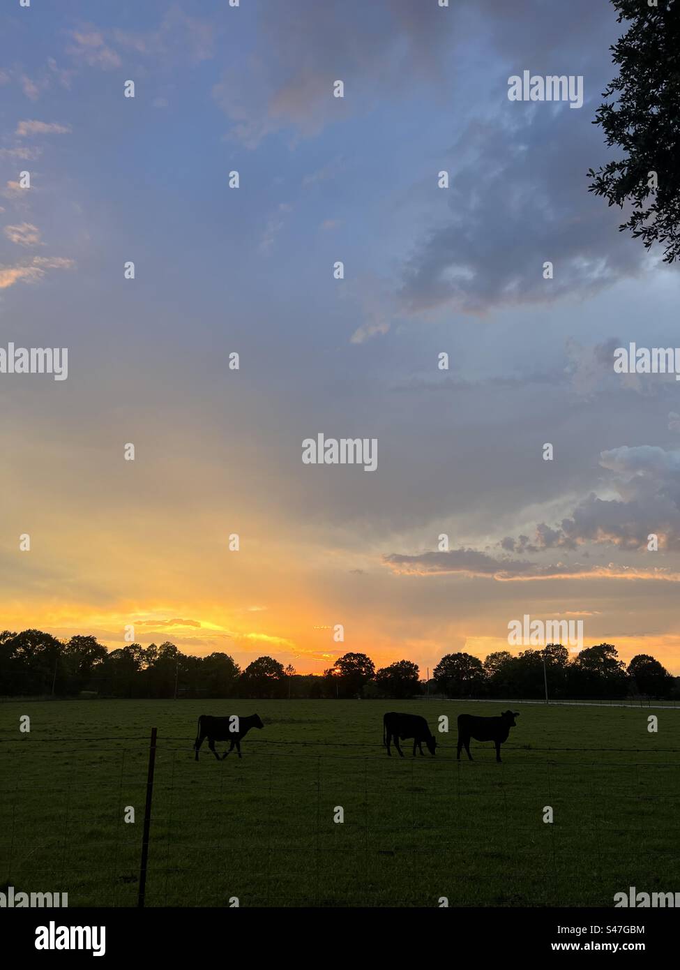 Glowing Sunset Over The Cow’s Pasture Stock Photo