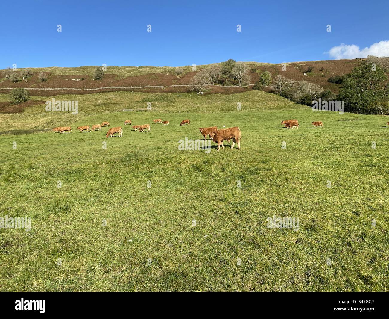Herd of brown cows, high on the hills, feeding in a large meadow, with the fells in the distance, on a sunny day near, Halton Gill, Skipton, UK Stock Photo