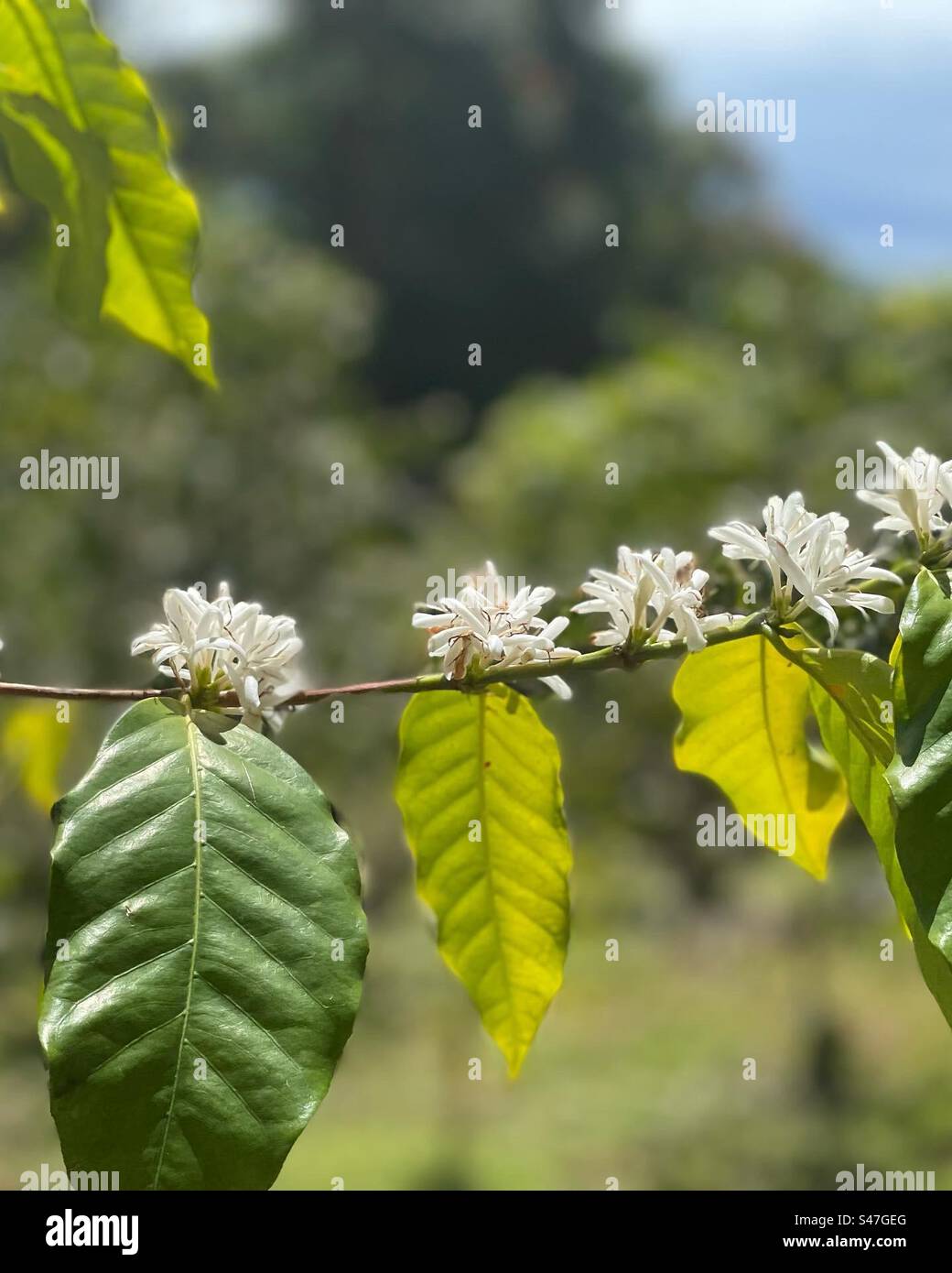 Coffee blossom in Kona Hawaii Stock Photo Alamy