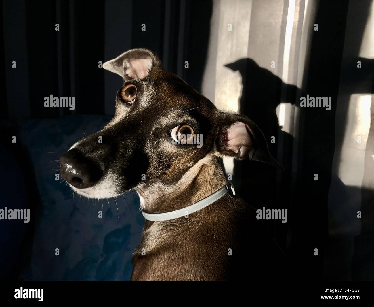 Portrait of a cute Italian greyhound in contrasty light - Smartphone Captured Stock Image