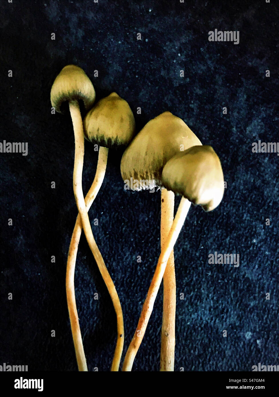 Psilocybe semilanceata, magic mushrooms, Liberty Cap. Stock Photo