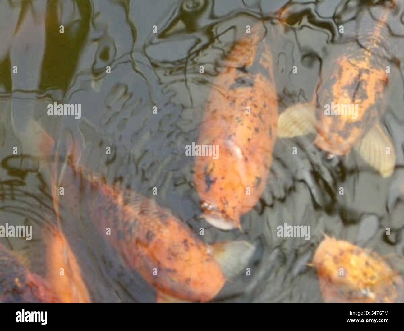 Koi Carp and Water Ripples - Smartphone Captured Stock Image