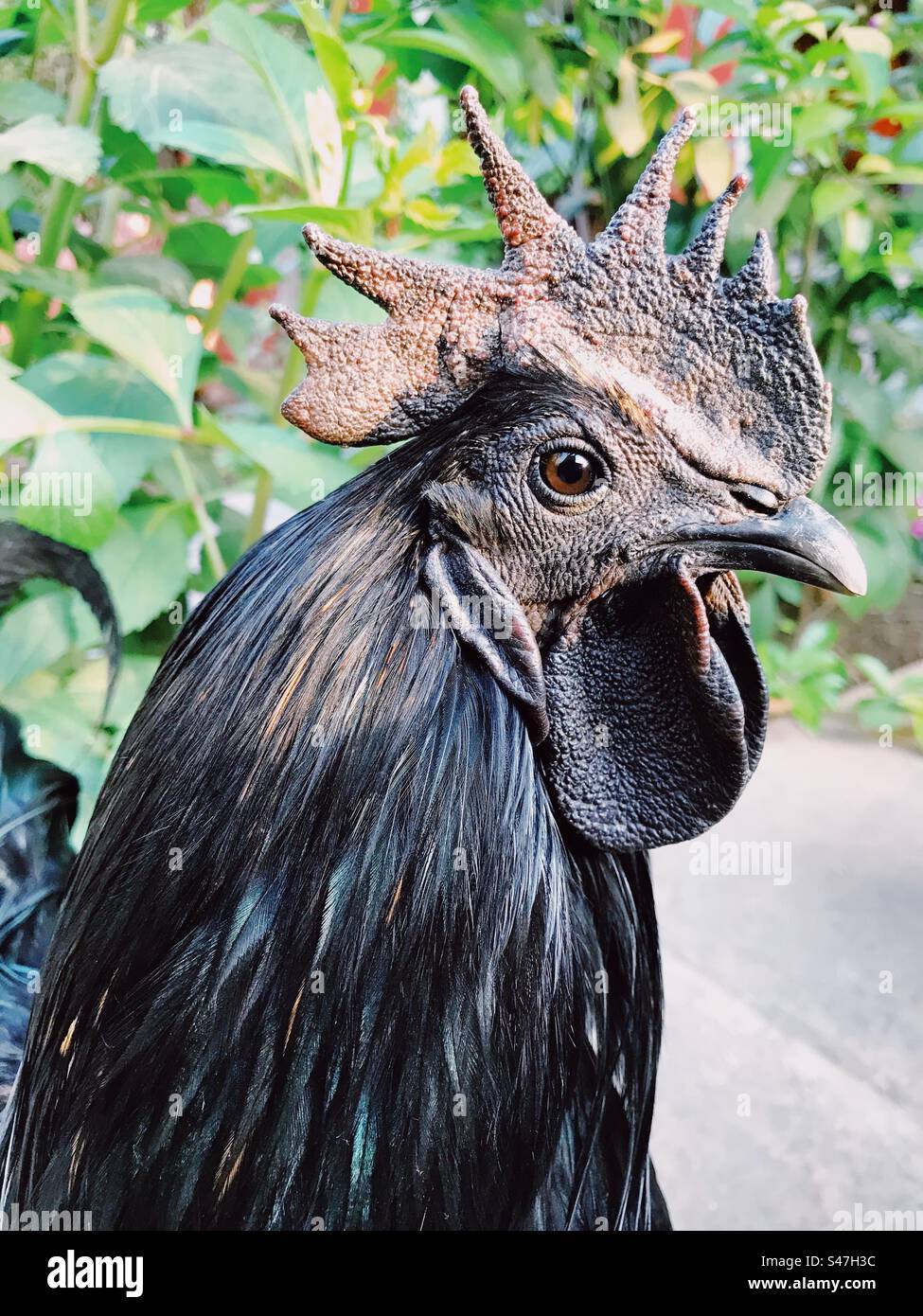 Portrait of Kadaknath Chicken - Smartphone Captured Stock Image