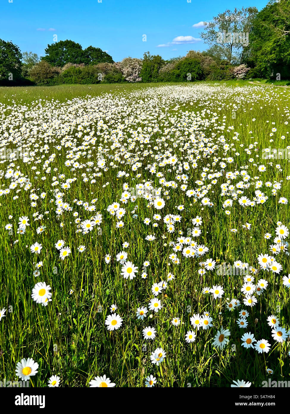 Field of Oxeye Daisies Stock Photo - Alamy