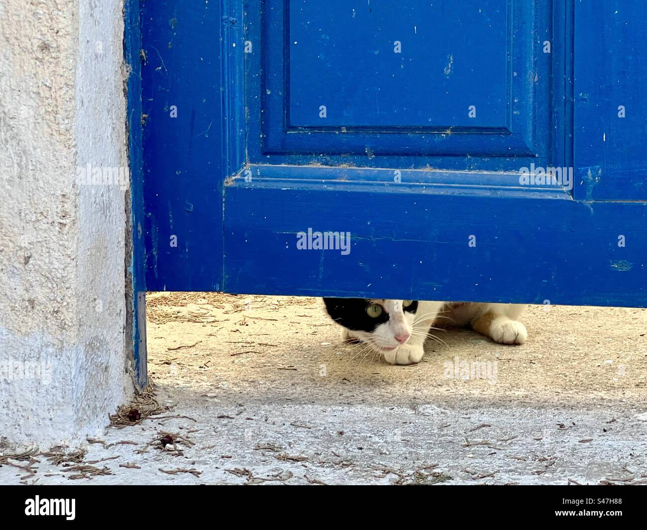 A curious black and white cat peeks out under a bright blue door on a whitewashed building in Megalochori village of Santorini. - Smartphone Captured Stock Image