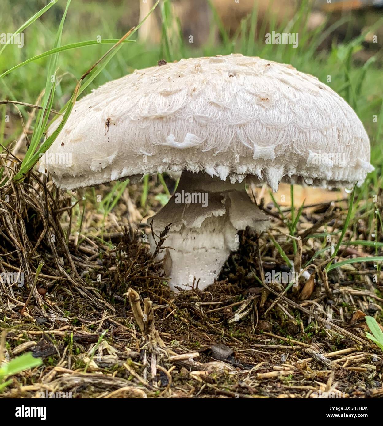 Agaricaceae mushroom Stock Photo