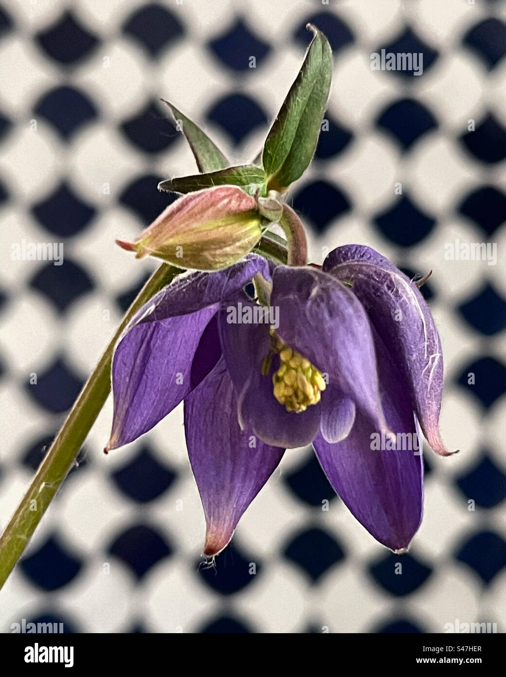 Akelei flower purple Stock Photo