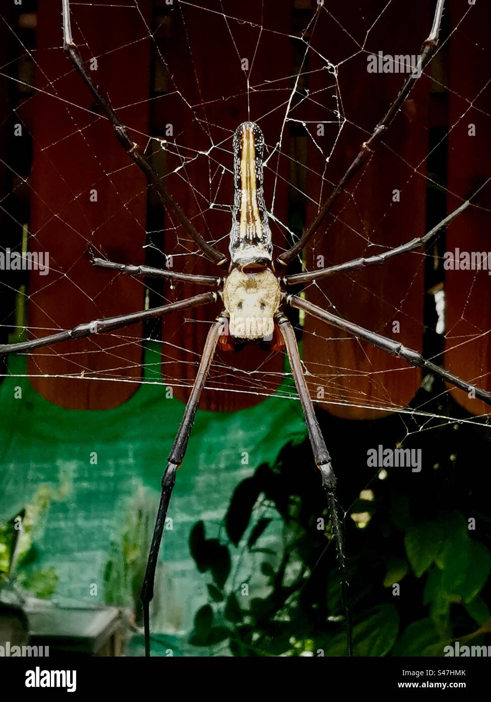 A Giant Golden Orb-Weaving spider outside a window. Lamma island, Hong Kong. - Smartphone Captured Stock Image