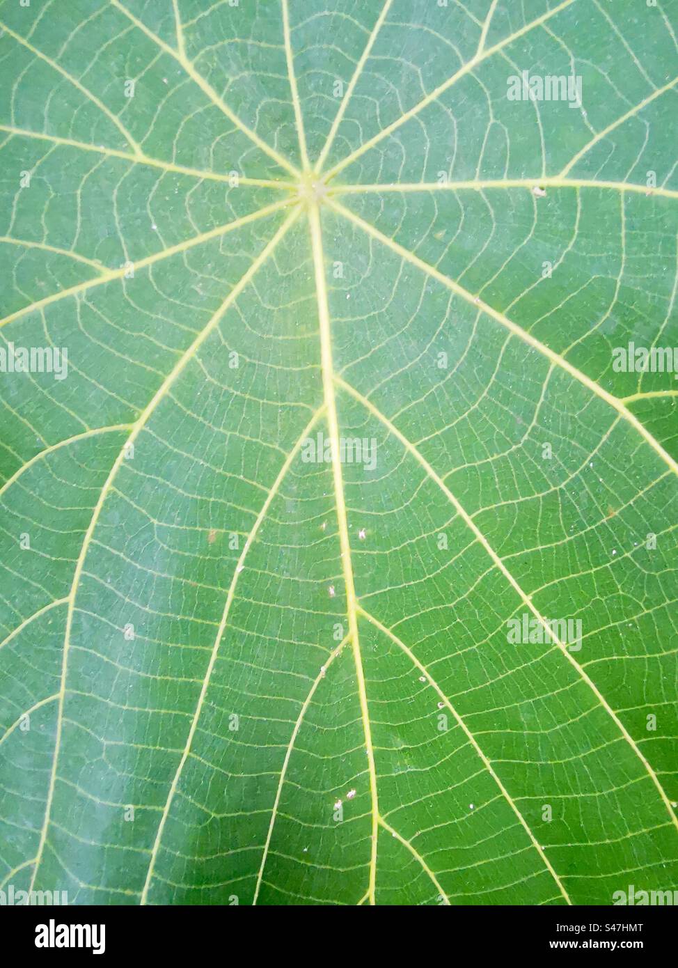 Leaf Pattern Rspb Natural patterns on a leaf Stock Photo - Alamy