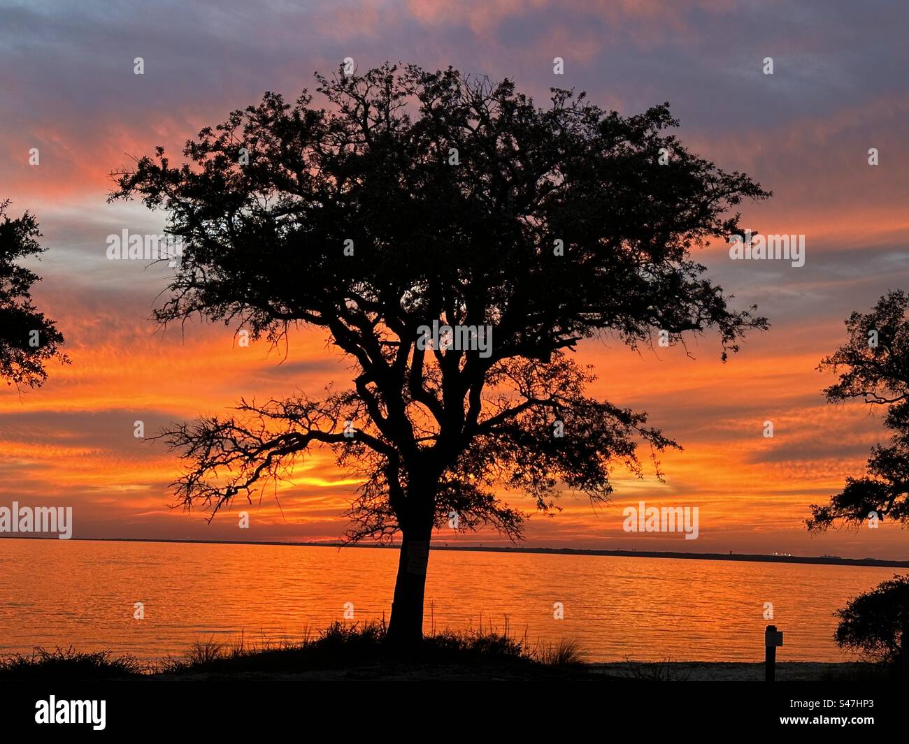 Tonight the sky was on fire and what made even more beautiful was the silhouette of a large water oak tree - Smartphone Captured Stock Image