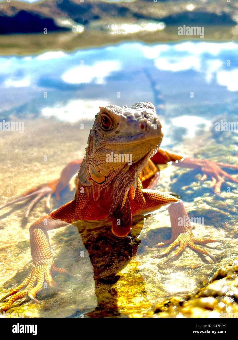 Orange reptiles hi-res stock photography and images - Alamy