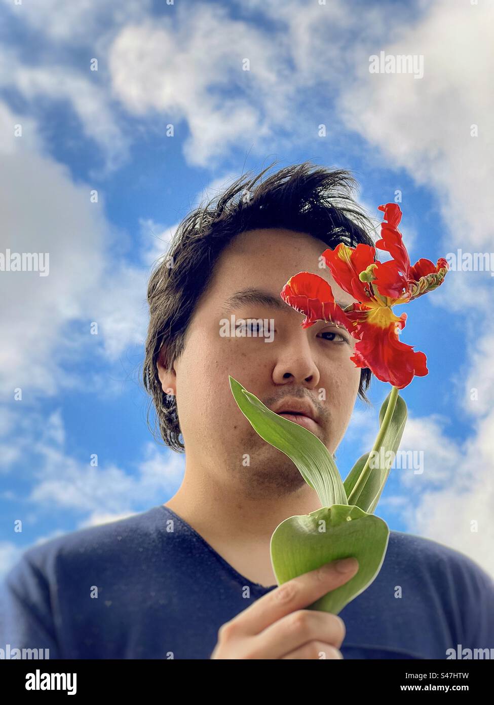 Portrait of young Asian man holding a red parrot tulip flower, framed by white clouds in a blue sky on a sunny spring morning. Springtime theme. - Smartphone Captured Stock Image