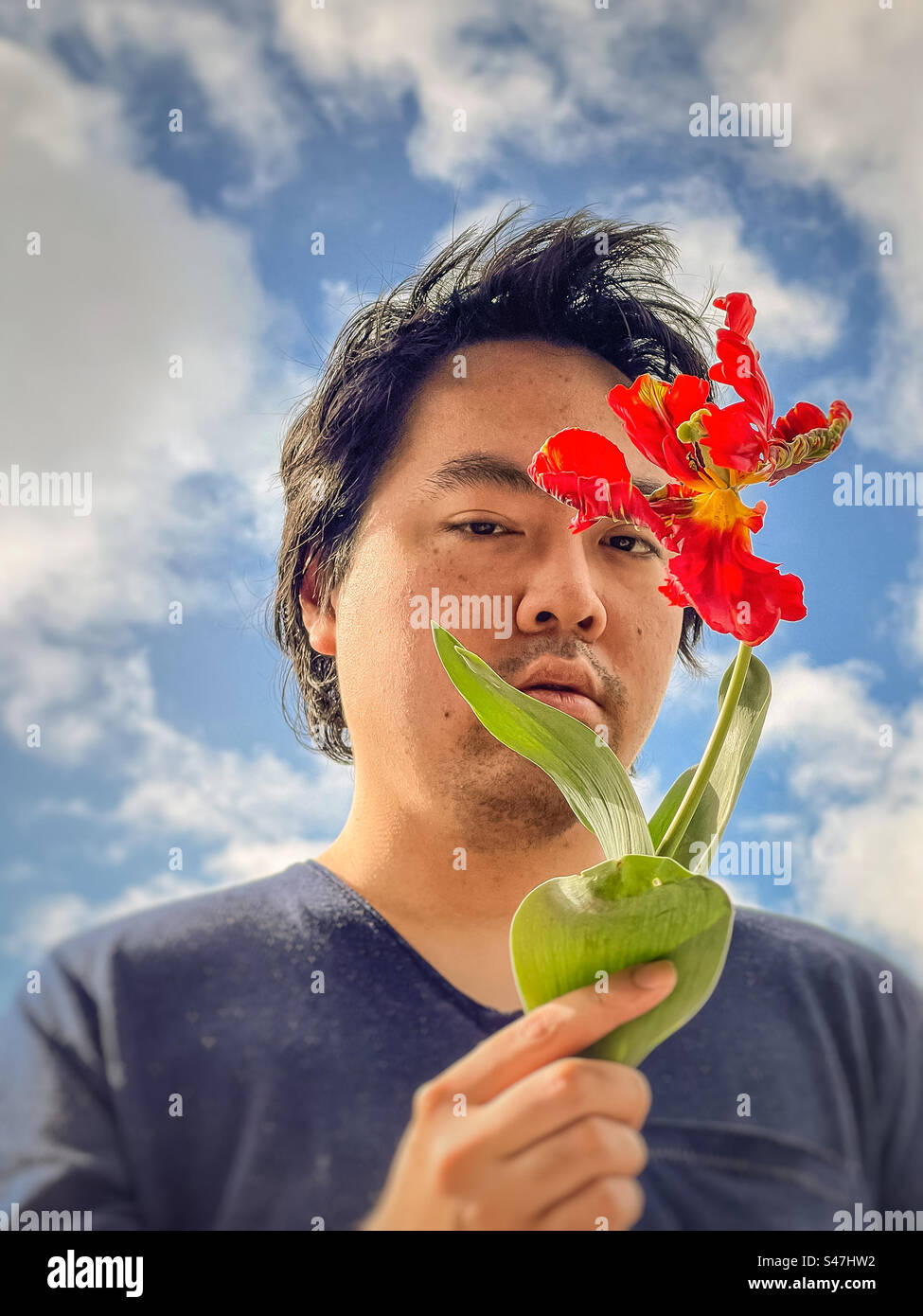 Portrait of young Asian man holding a red parrot tulip flower, framed by white clouds in a blue sky on a sunny spring morning. Springtime theme. - Smartphone Captured Stock Image