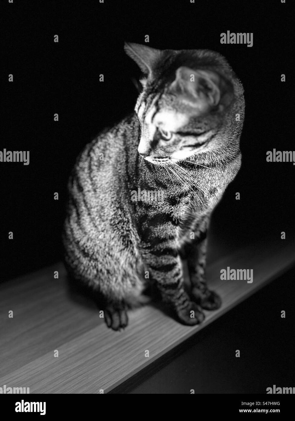 cat in black and white side face Stock Photo