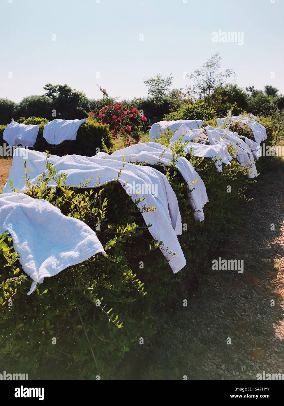 White towels laid on plants drying in the sun - Smartphone Captured Stock Image