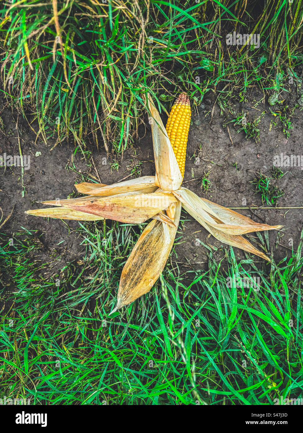 Discarded sweetcorn husk in a field - Smartphone Captured Stock Image