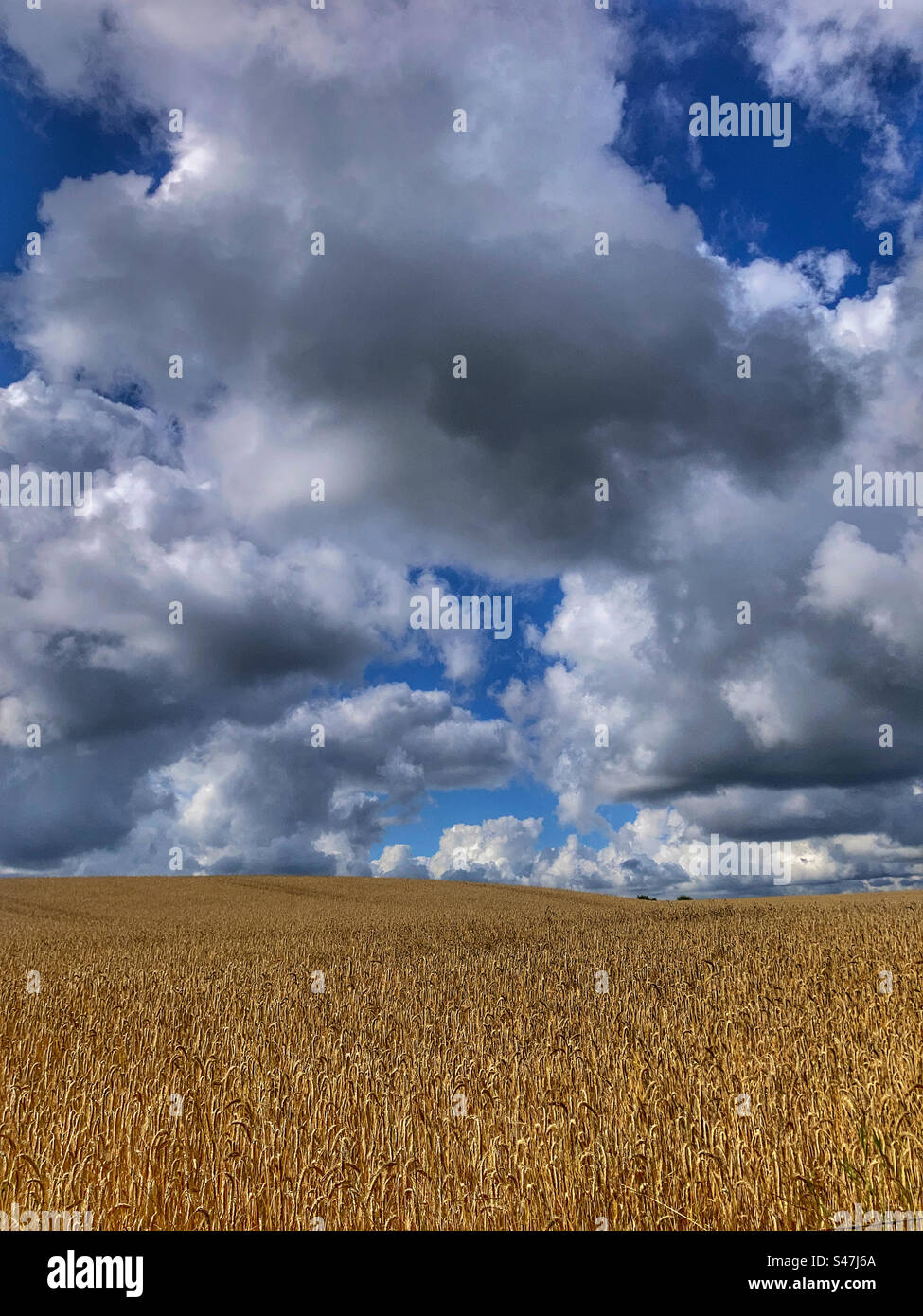 Crops on a summers day - Smartphone Captured Stock Image