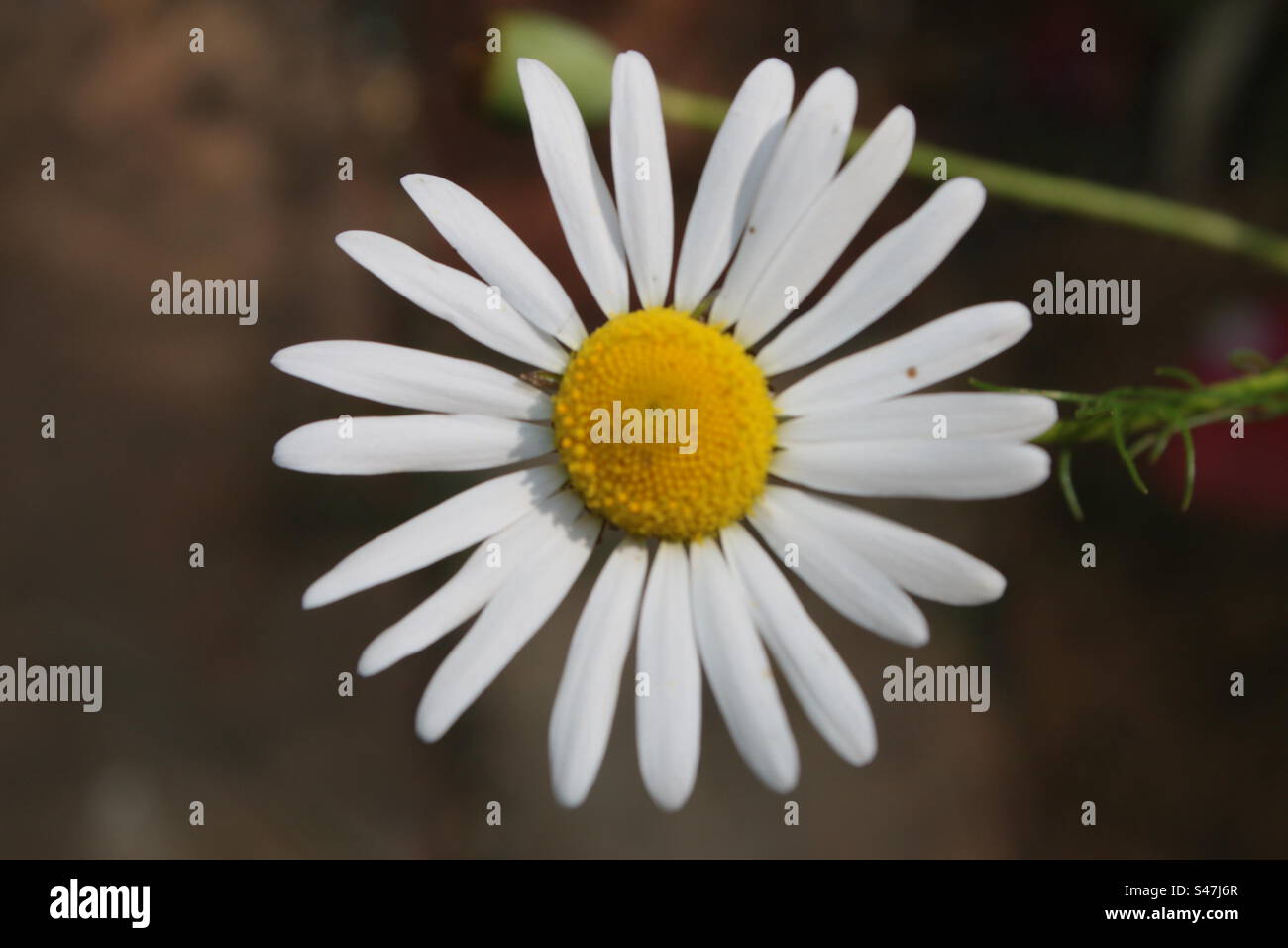 Close up of beautiful daisy flower in full bloom in organic garden flat lay view - Smartphone Captured Stock Image