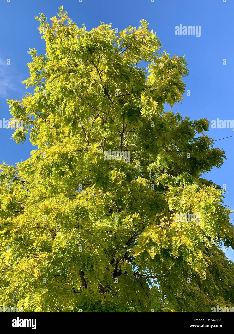 Black locust robinia tree in golden sunlight against blue sky - Smartphone Captured Stock Image