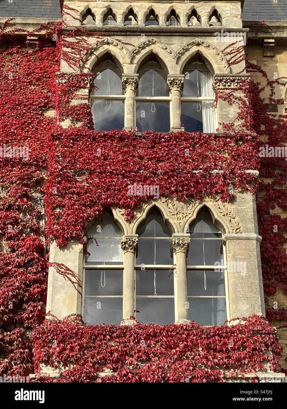 Detail of the windows on Christchurch college in Oxford with red Ivy growing up the building - Smartphone Captured Stock Image