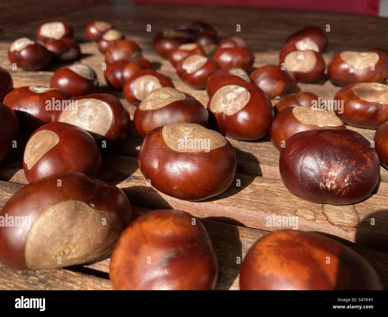 Chestnuts lie in the sunlight - Smartphone Captured Stock Image