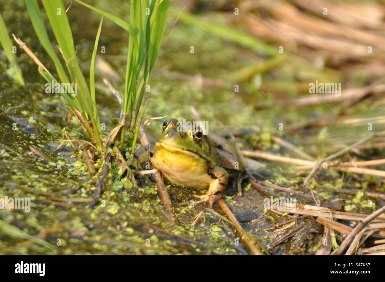 Frog in the mud by pond Stock Photo Alamy