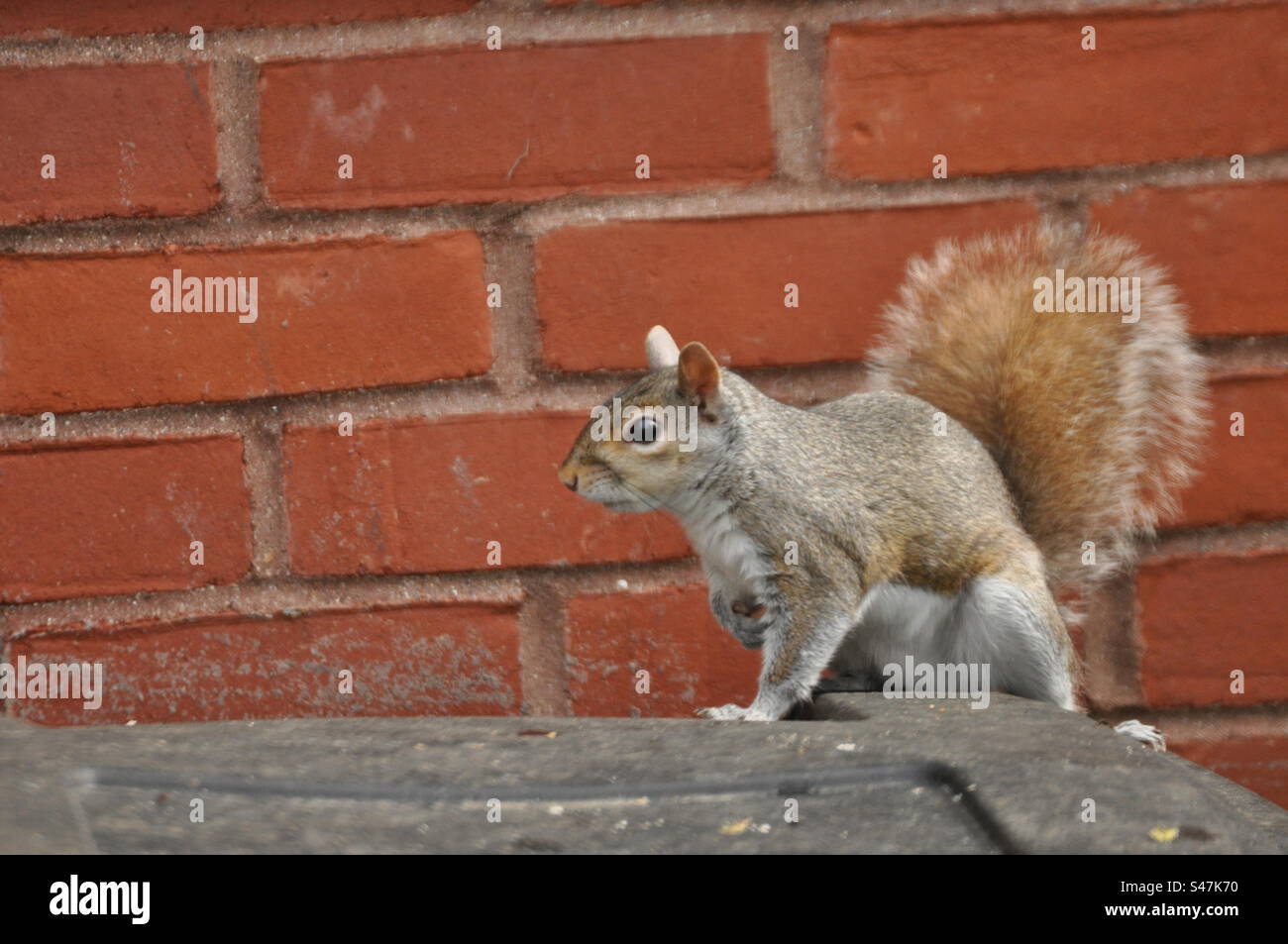 Squirrel in front of brick wall Stock Photo Alamy