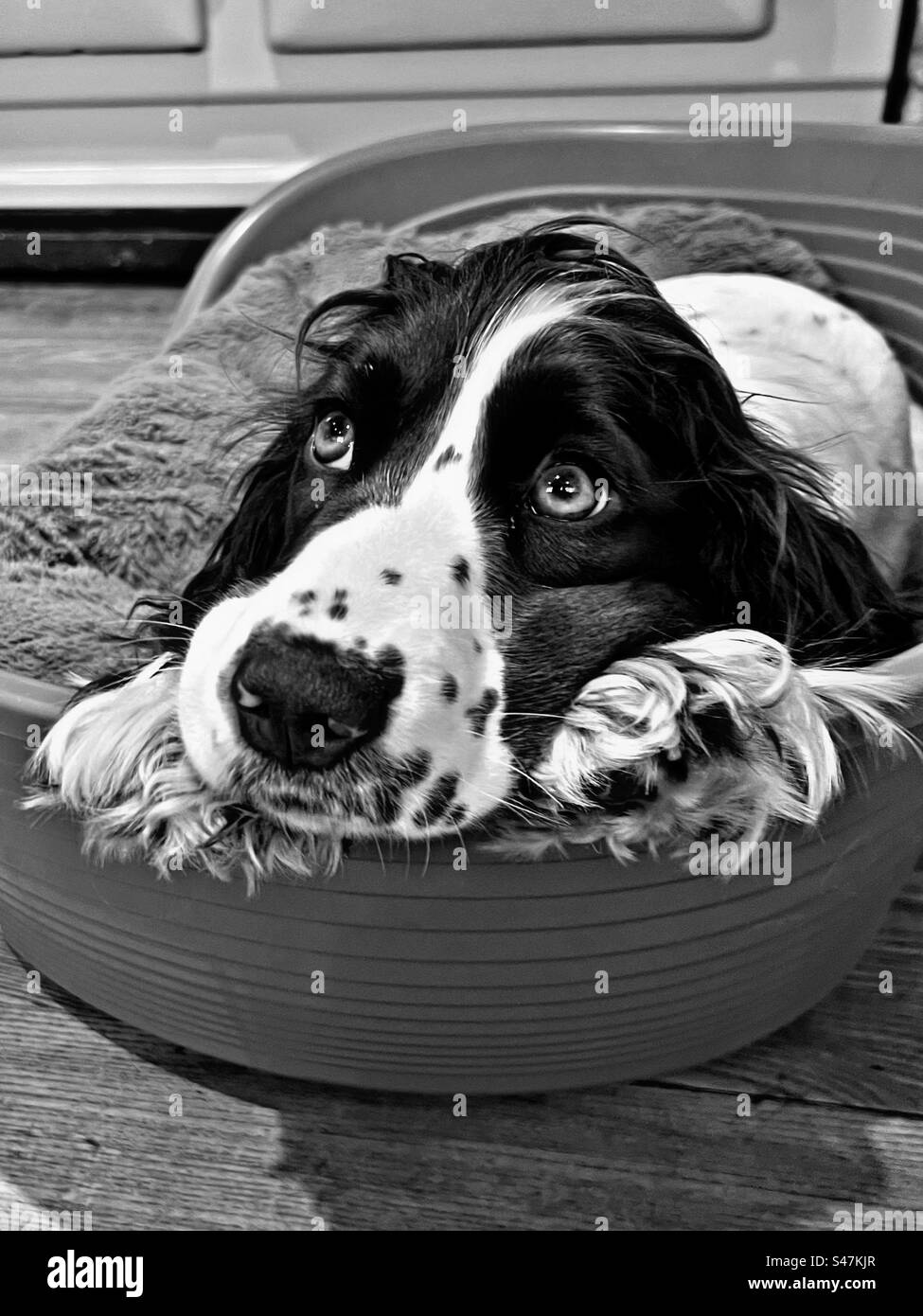 Cocker spaniel with puppy eyes Stock Photo Alamy