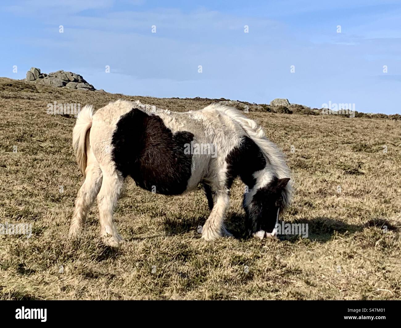 Welsh mountain pony - Smartphone Captured Stock Image