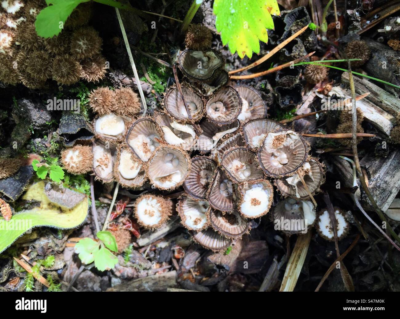 Group of the Cyathus striatus, the fluted saprobic bird's nest fungus fungi mushroom - Smartphone Captured Stock Image