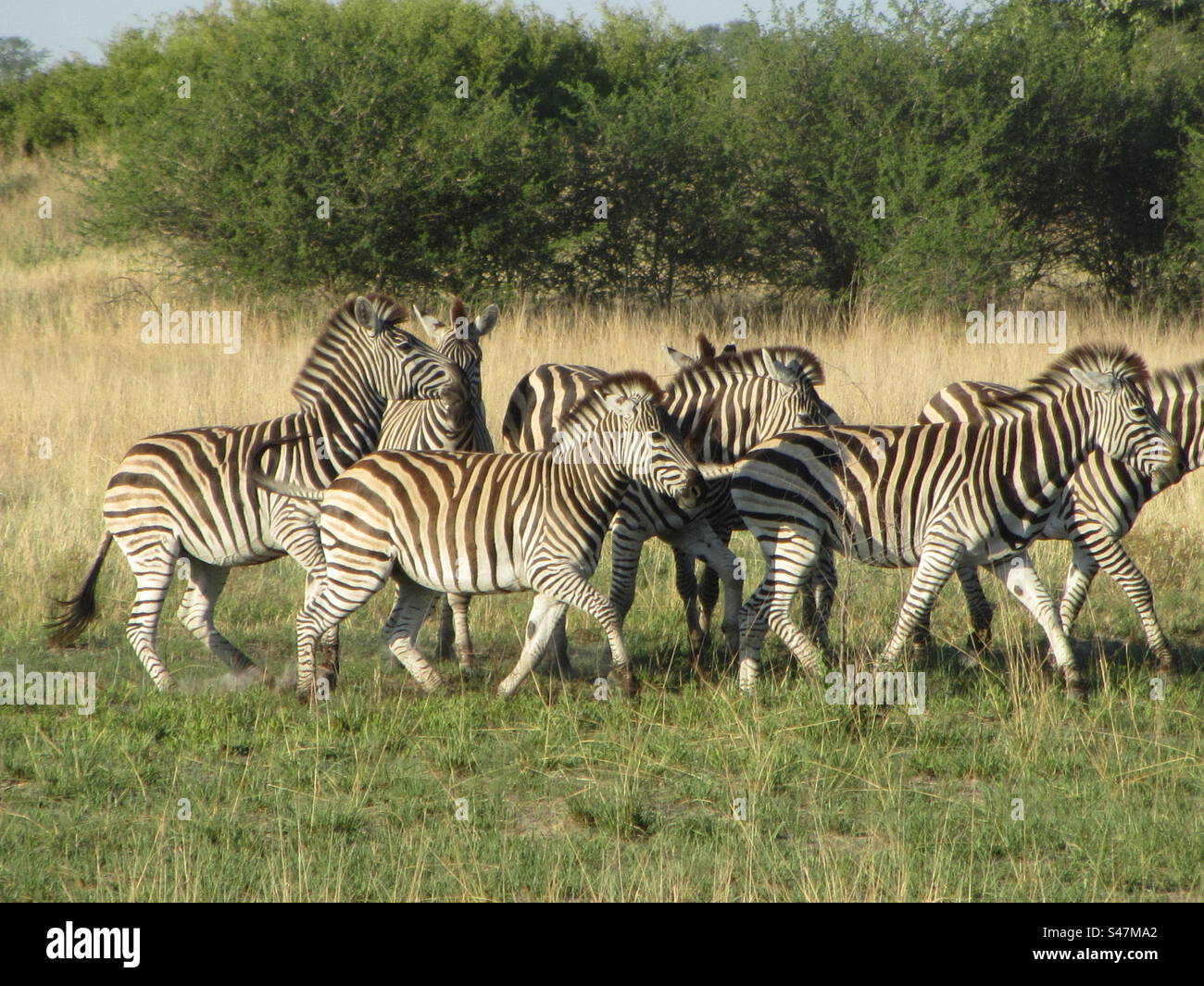 Dazzle of Zebras in the Okovango Delta, Botswana - Smartphone Captured Stock Image