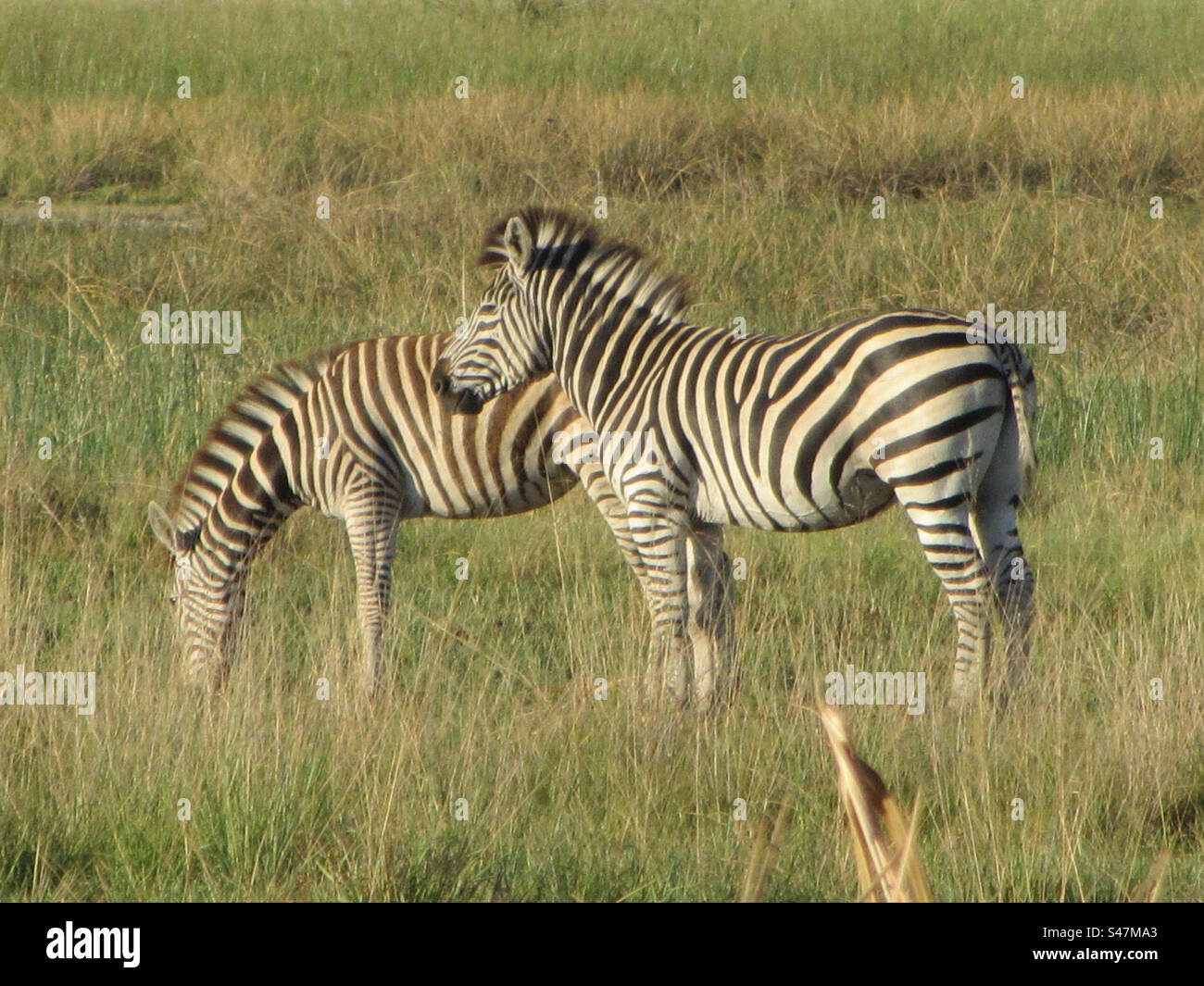 Zebras in the Okovango Delta, Botswana - Smartphone Captured Stock Image