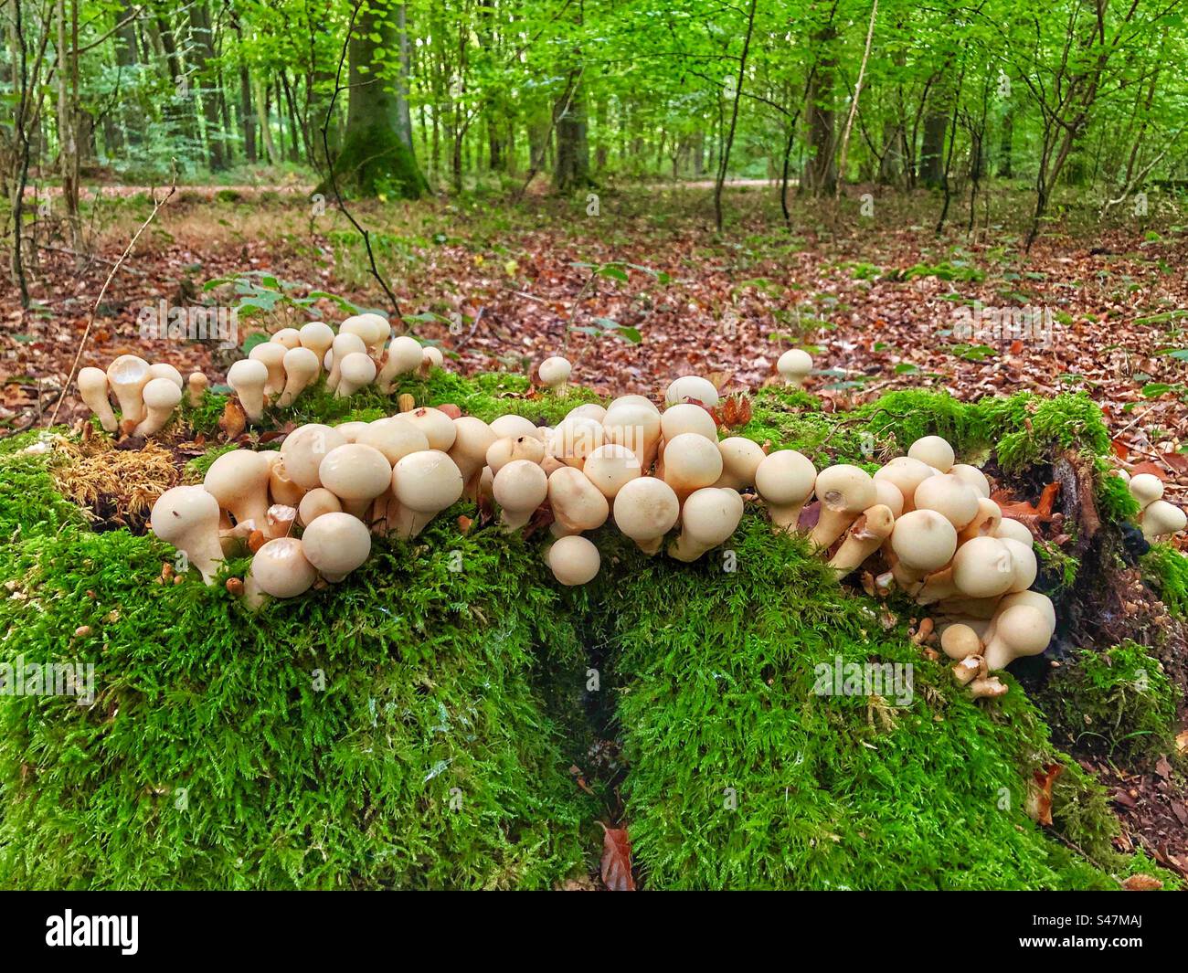 Stump puffball fungus (Apioperdon pyriforme) growing on a beech tree stump covered in moss in October near Winchester Hampshire United Kingdom - Smartphone Captured Stock Image