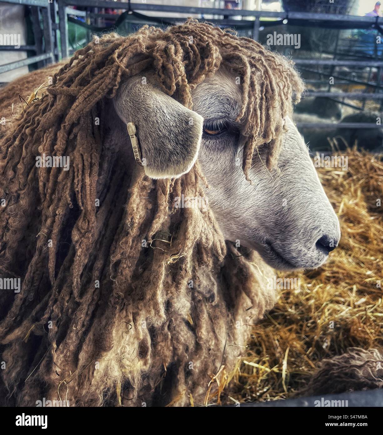 Sheep at the Great Yorkshire show Stock Photo Alamy