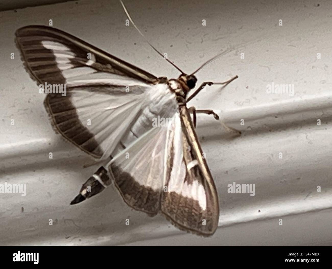 Close up of beautiful box tree moth from Asia the white brown creature with antennae and legs on uk window ledge - Smartphone Captured Stock Image