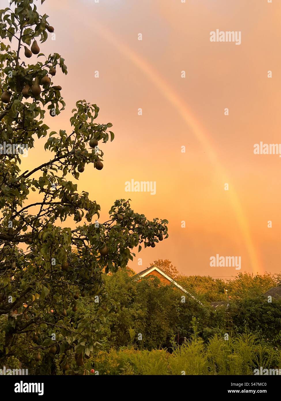 Landscape with rainbow in sky at sunset with pink orange yellow skies over house roofs with trees Summer - Smartphone Captured Stock Image