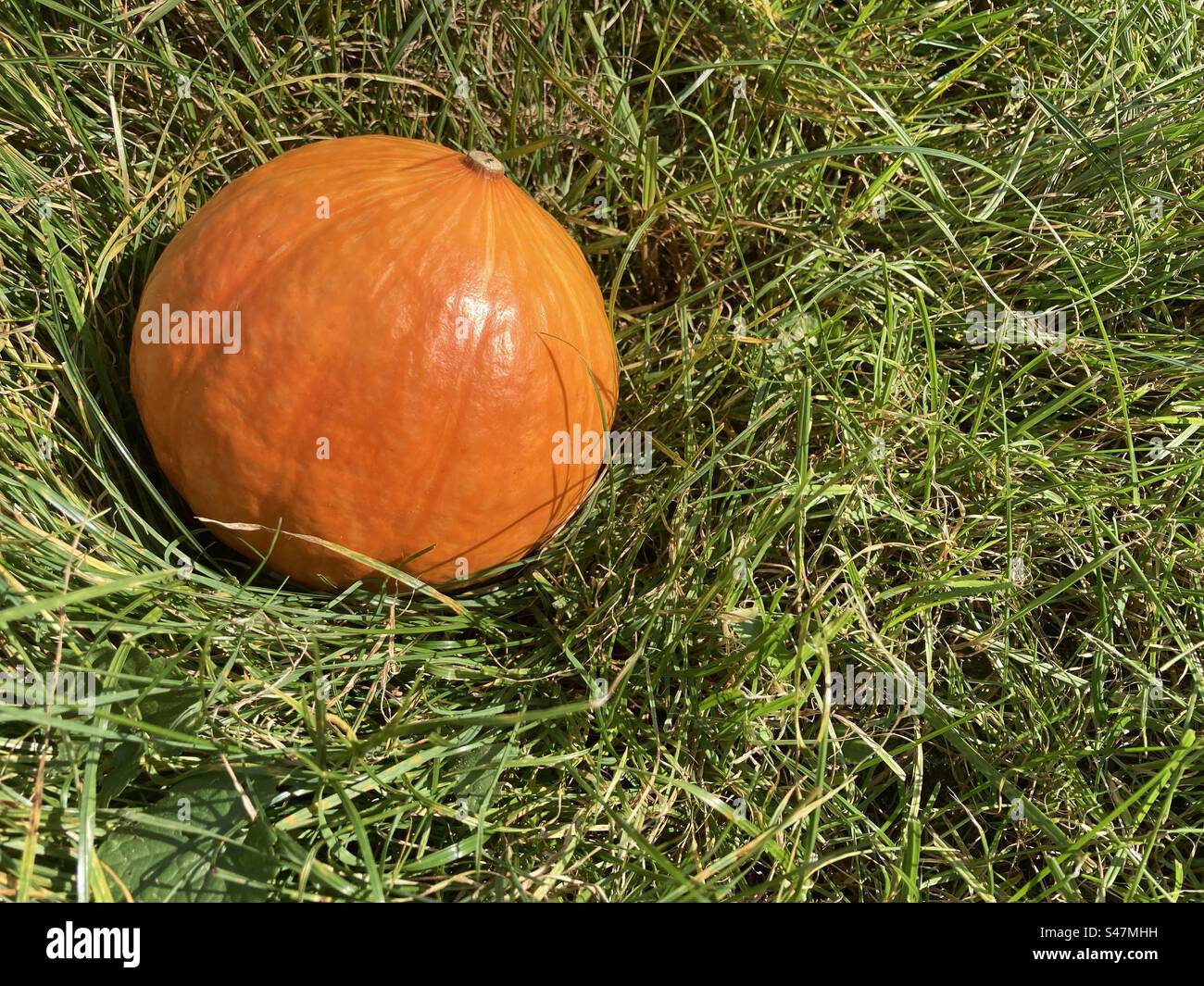 An orange pumpkin against green background - Smartphone Captured Stock Image