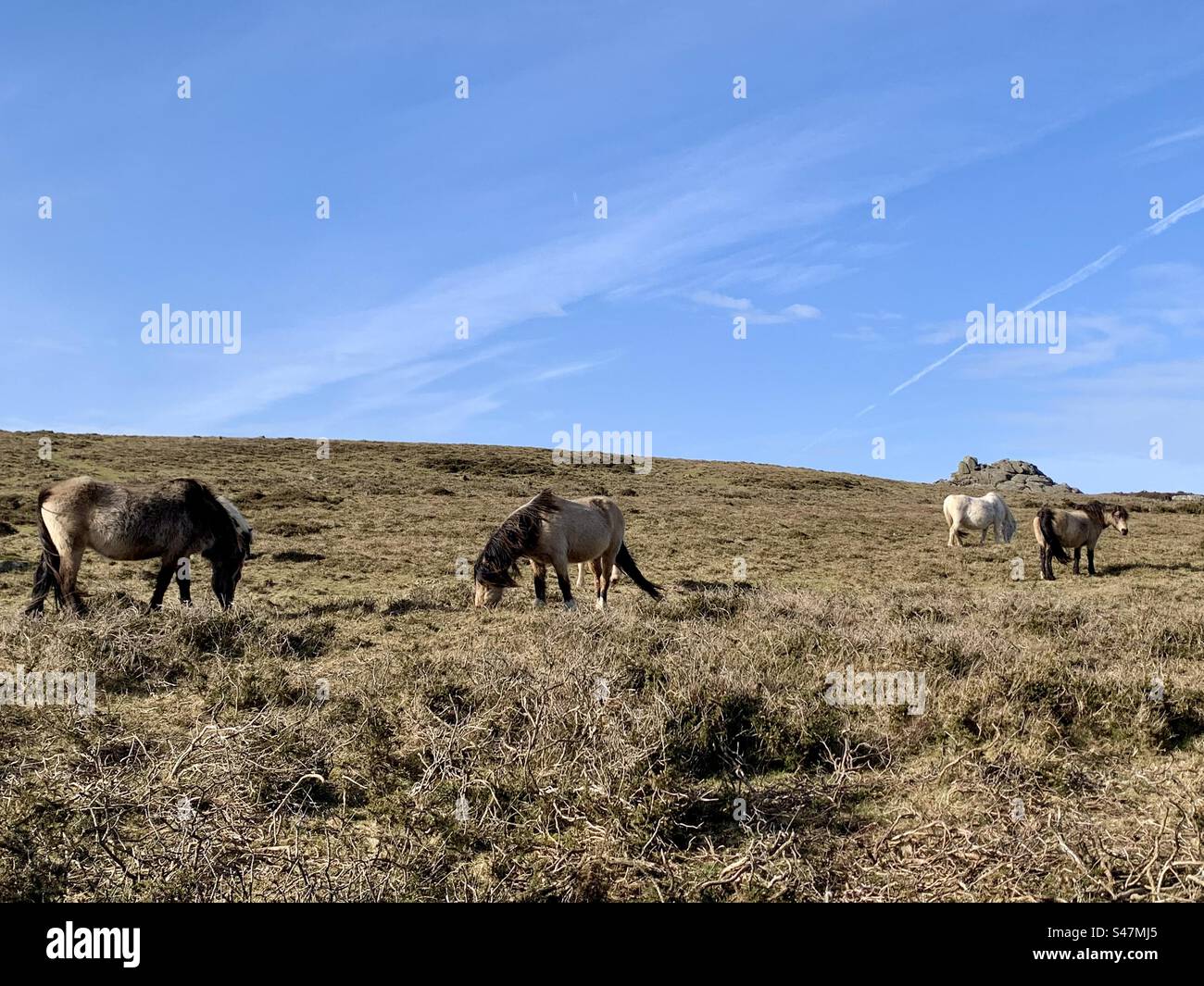 Welsh mountain ponies - Smartphone Captured Stock Image