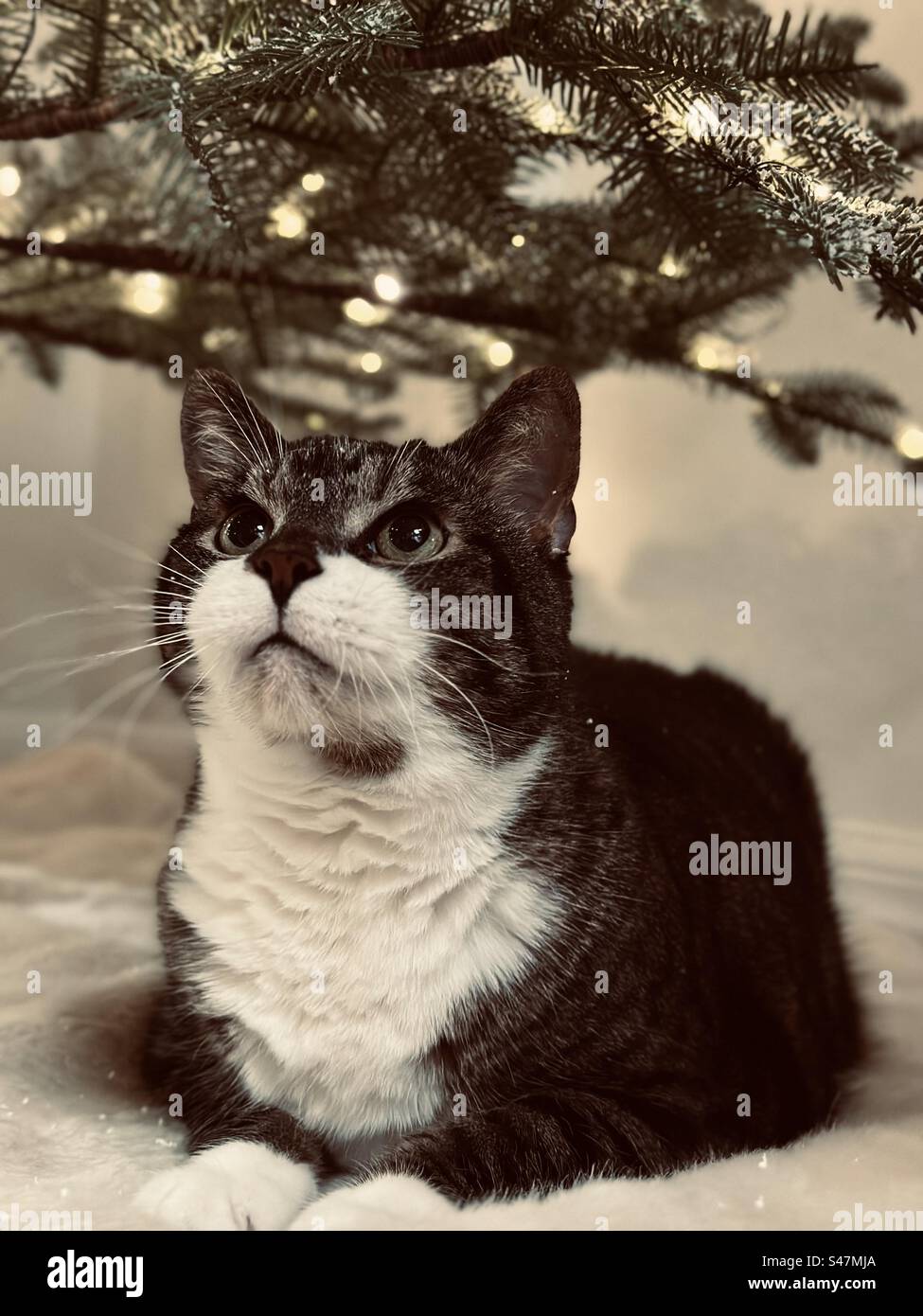 Cat under christmas tree hires stock photography and images Alamy