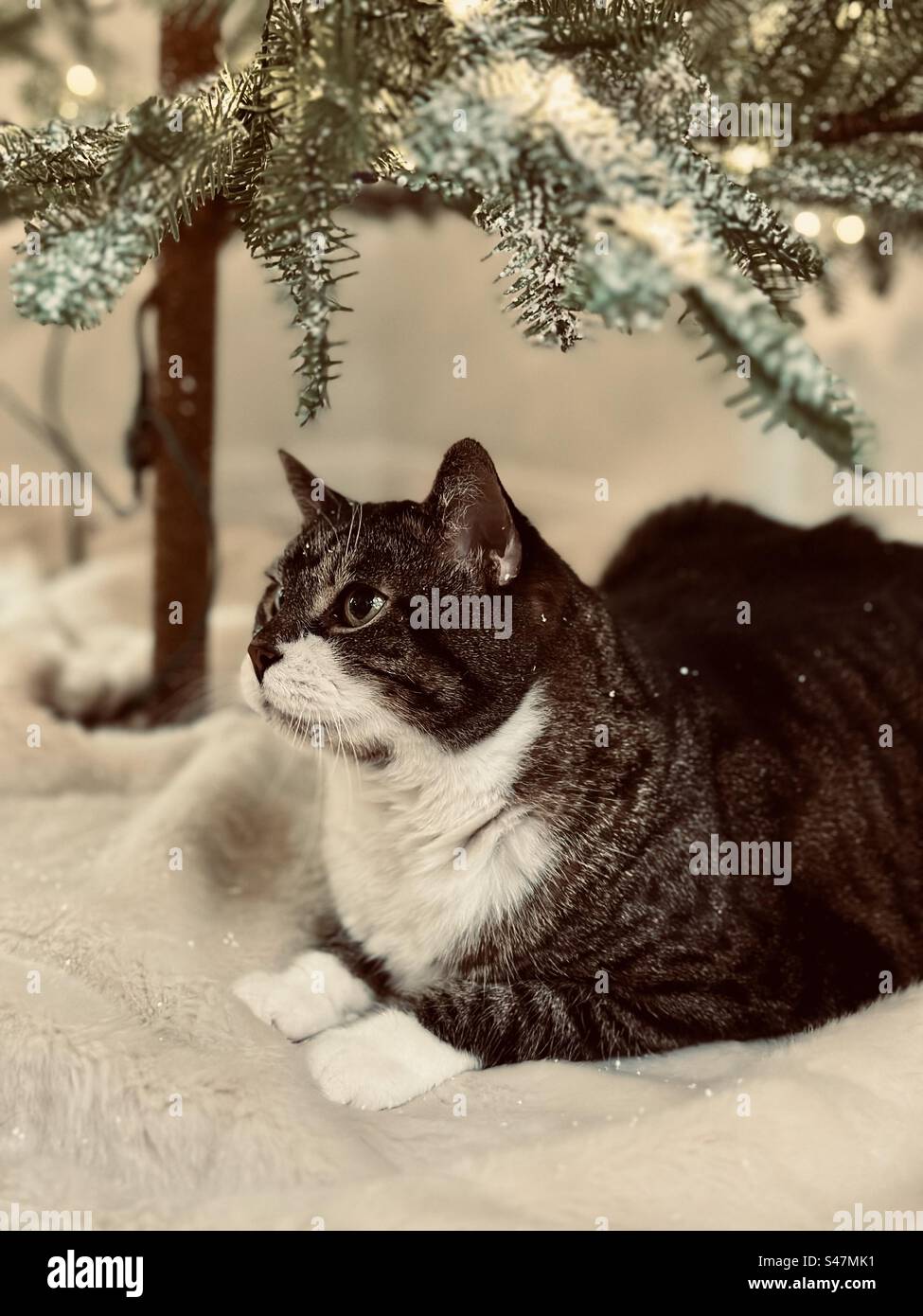 Cat underneath the Christmas Tree Stock Photo Alamy