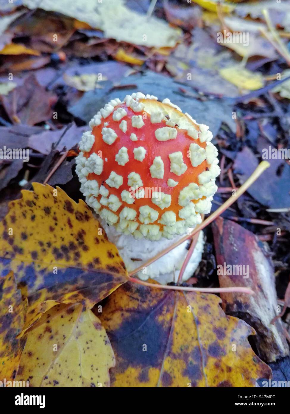 Small single amanita muscaria fly agaric poisonous fungi mushroom growing among the fallen leaves - Smartphone Captured Stock Image