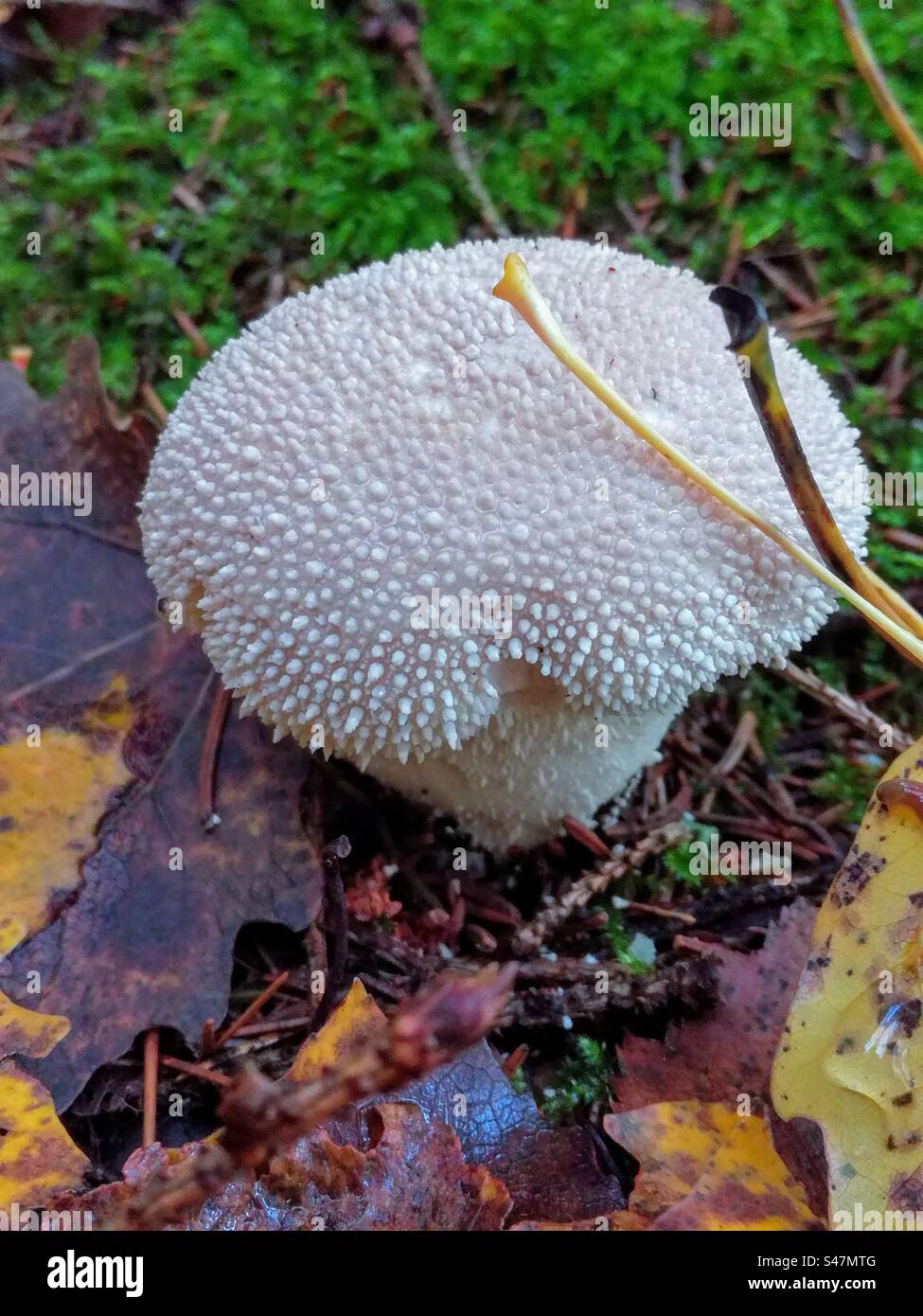 One single young Lycoperdon echinatum fungi fungus mushroom growing among green moss and fallen leaves - Smartphone Captured Stock Image