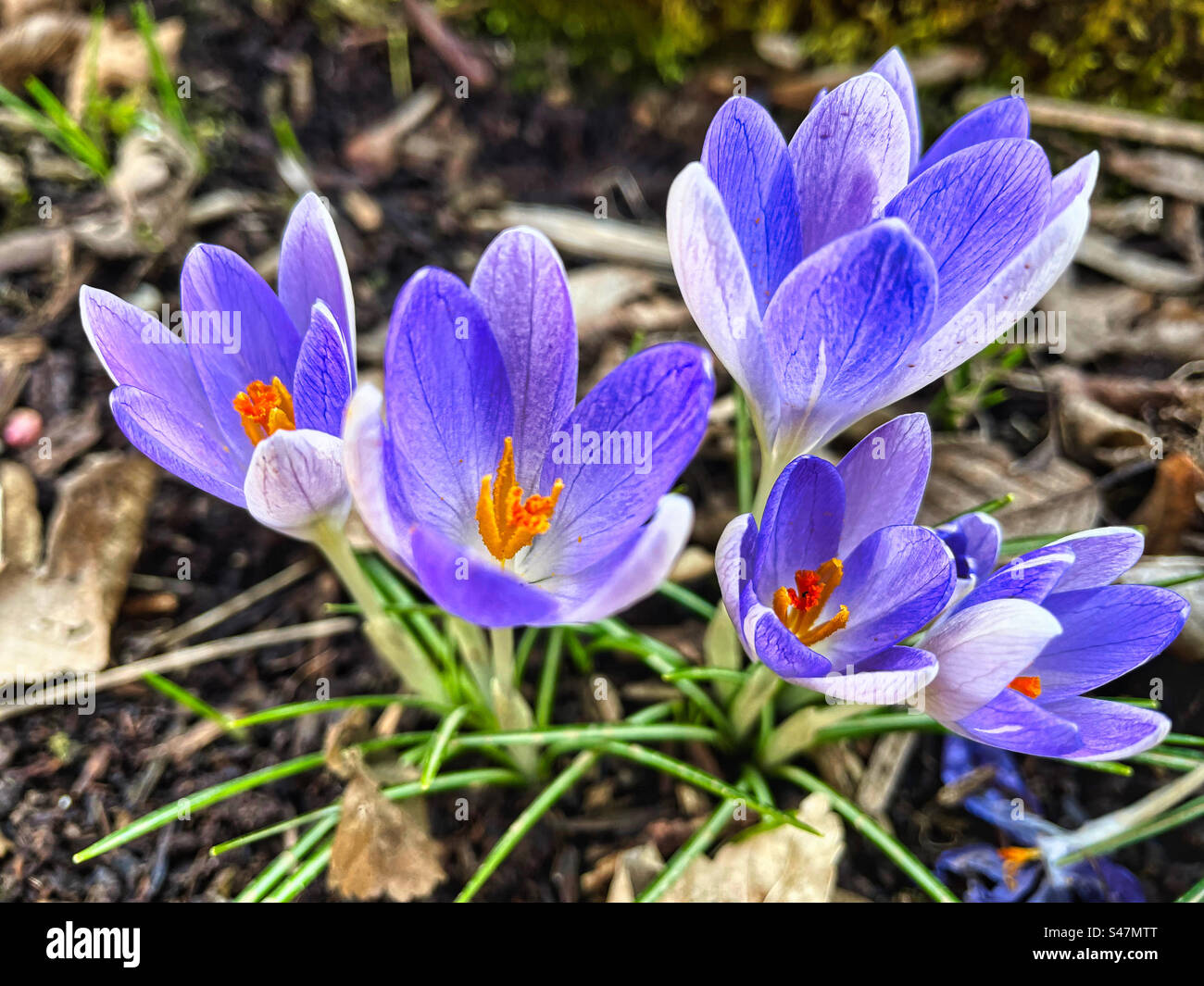 Blue spring flowers Stock Photo - Alamy